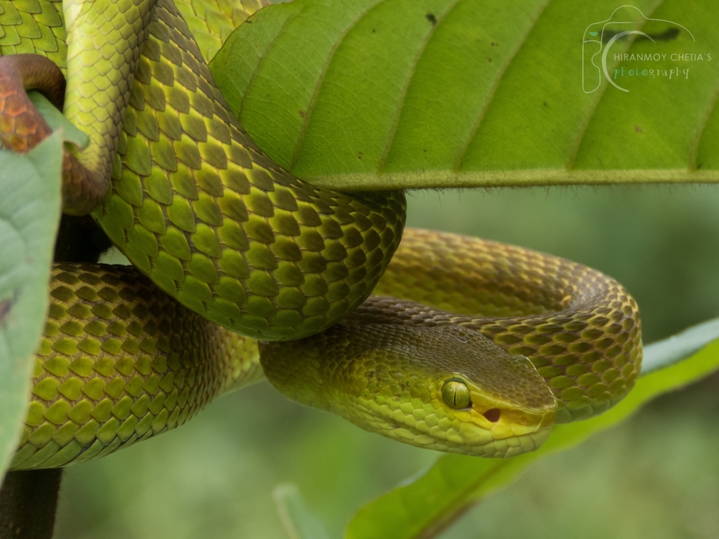 Trimeresurus erythrurus